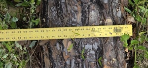 [17 inch uprooted pine, 2026:05:11 15:35:20, 31.0129883, -83.2656165]