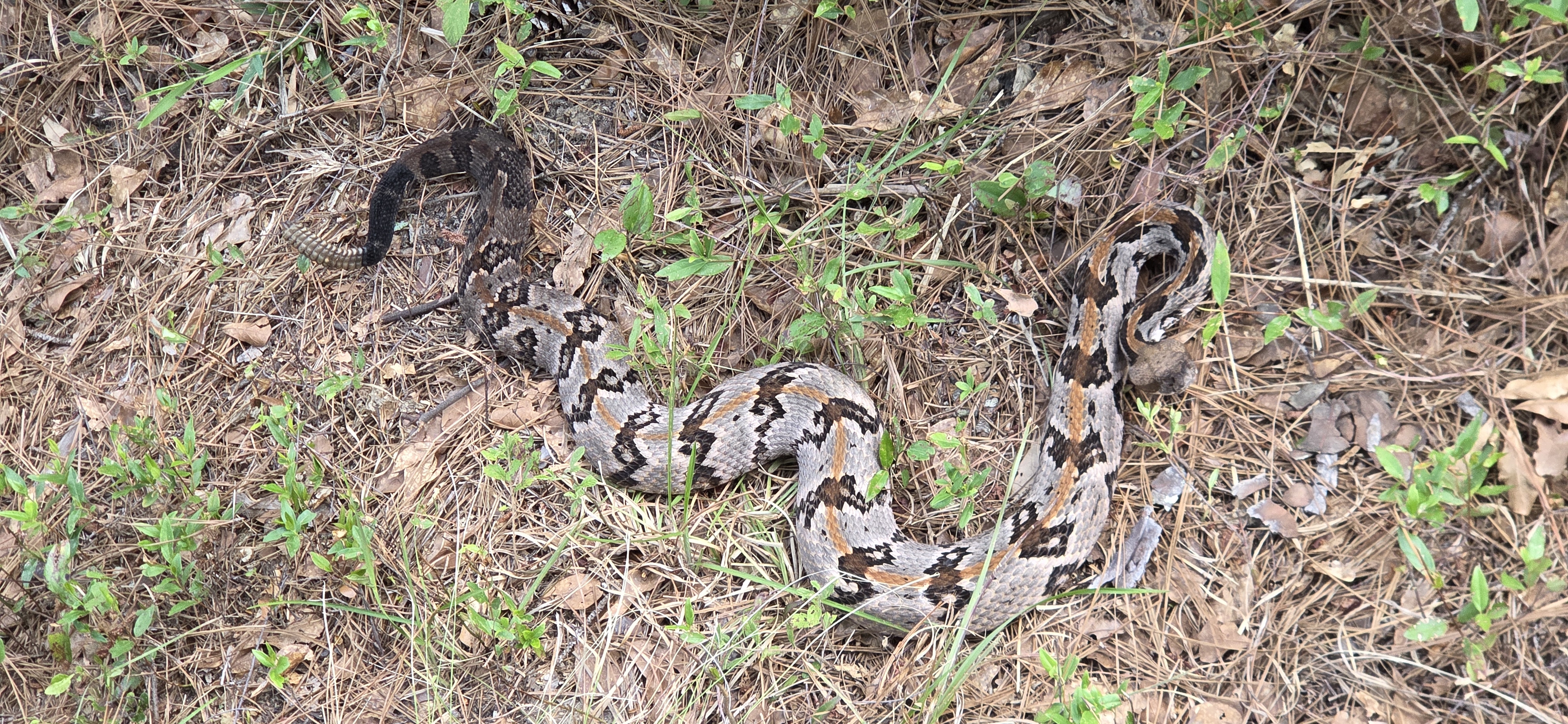 Canebrake Rattlesnake