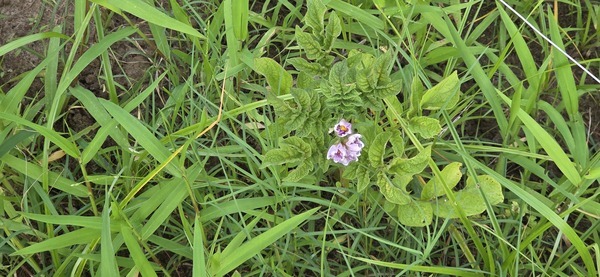 [Blooming potato plant]