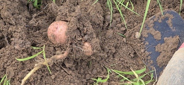 Digging potatoes