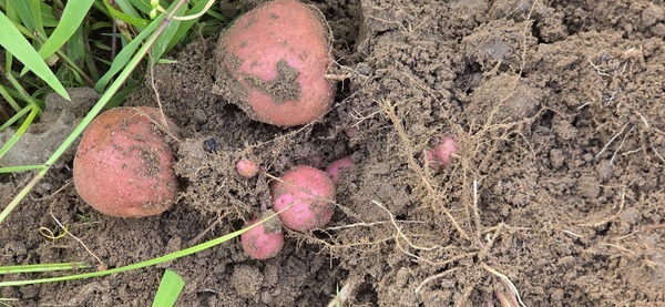 Seven taters on one plant