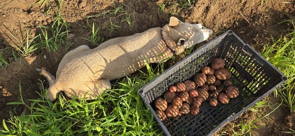 Sky helping dig taters