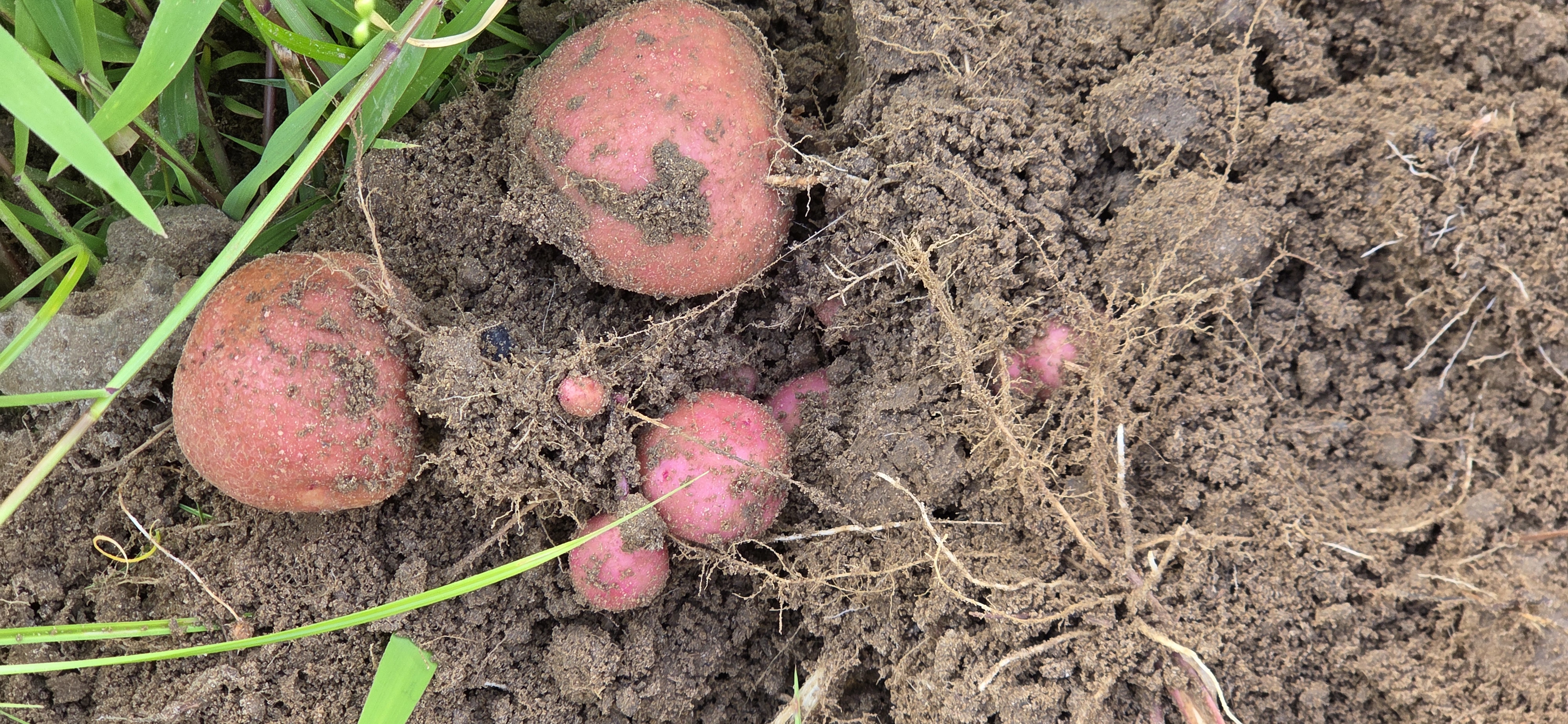 Seven taters on one plant