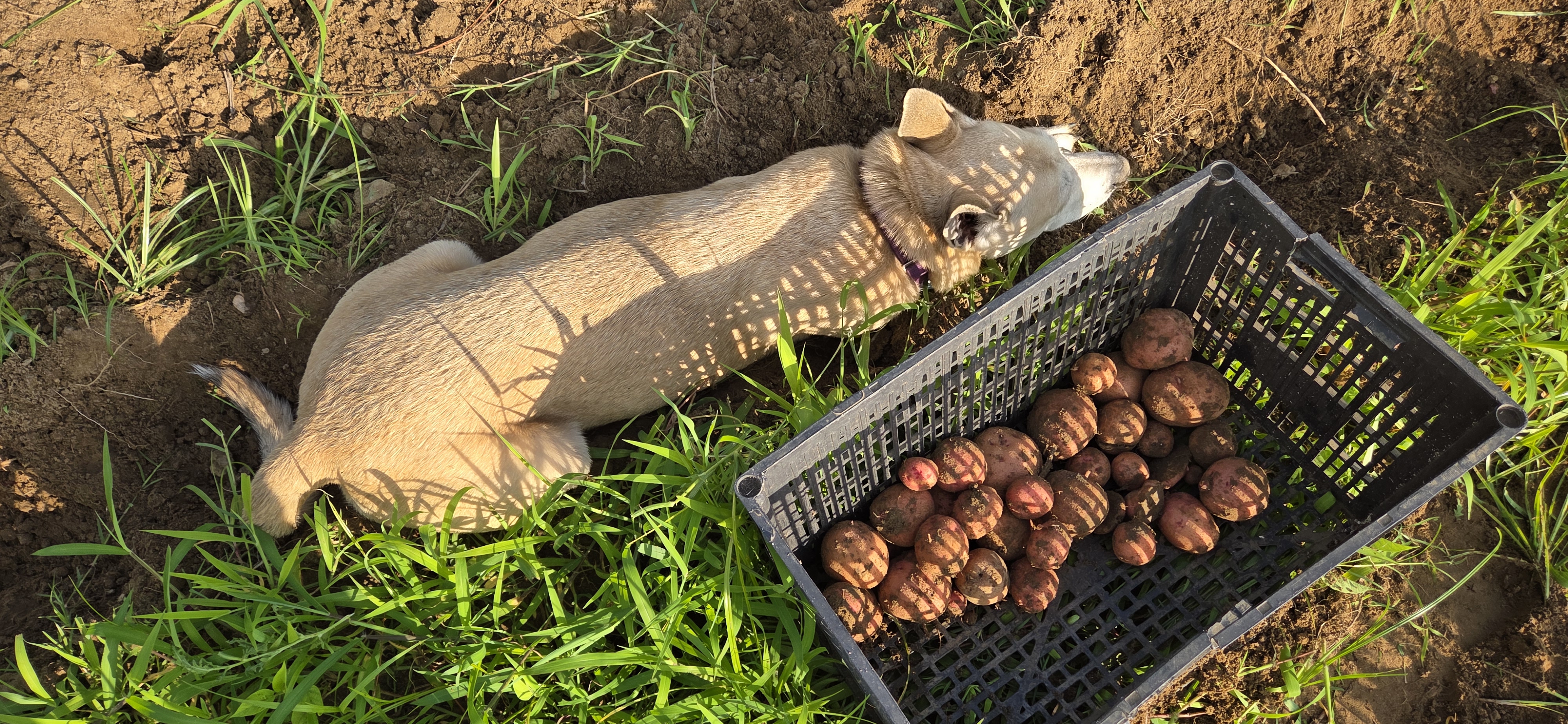 Sky helping dig taters