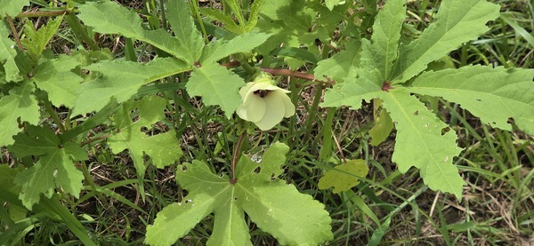 [Okra bloom]