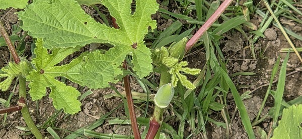 Tiny okra