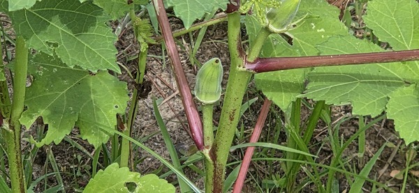 Two small okra