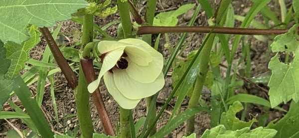 Okra flower