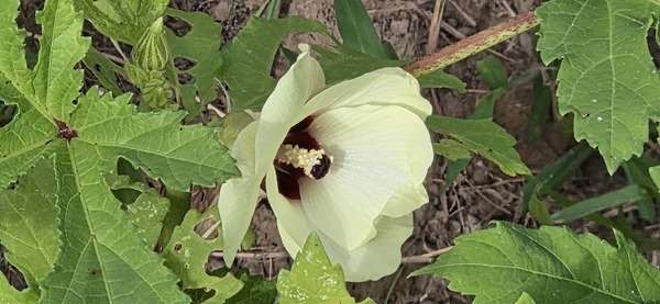 Another okra flower