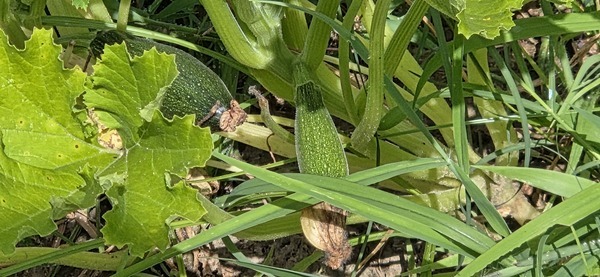 [Two green squash]