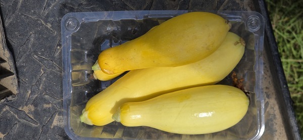 [Yellow squash]