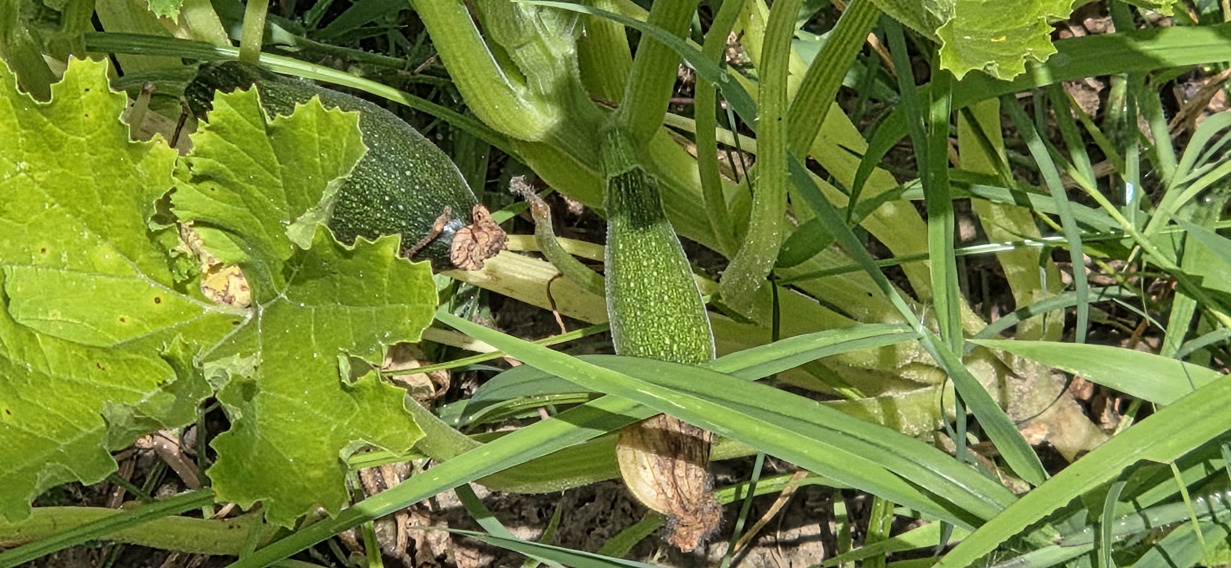 Two green squash