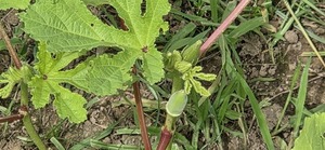 [Tiny okra]