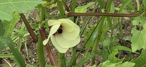 [Okra flower]