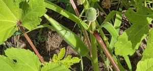[Small okra and one big enough to pick]