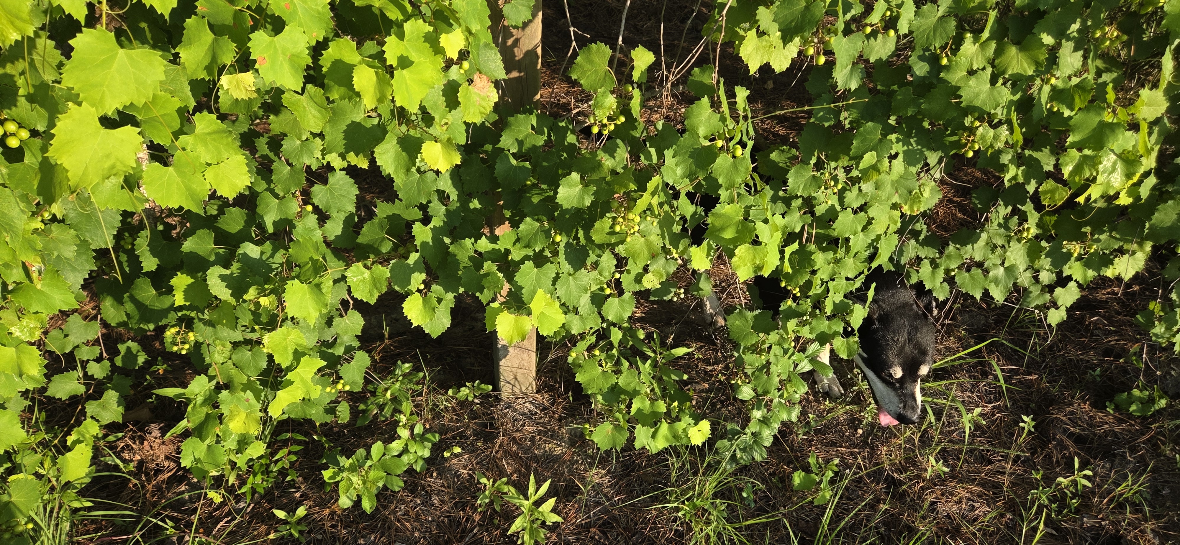 River emerging from the grapes