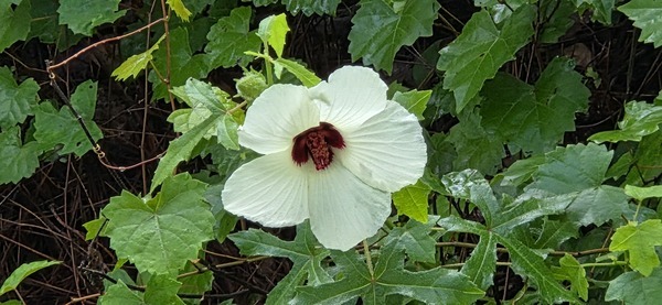 [Halberdleaf Rosemallow, Hibiscus laevis]