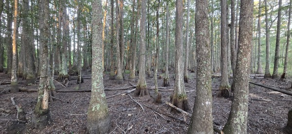 Looking west