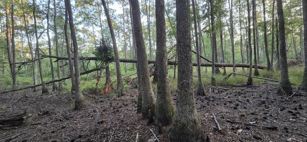Looking north with deadfall