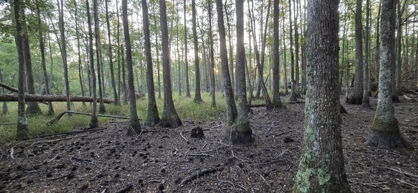 Looking east