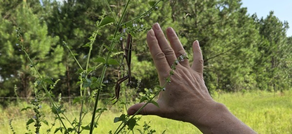 Hand-span Mantis