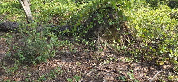 [Deadfall rootball]